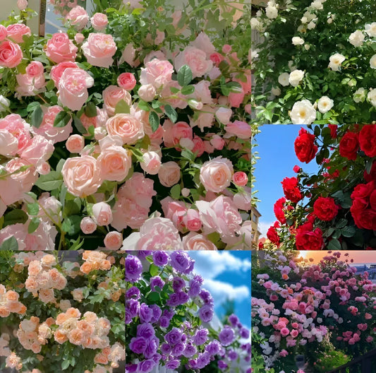 Exotic Climbing Rose Seeds – Imported from UK | Vibrant Colors