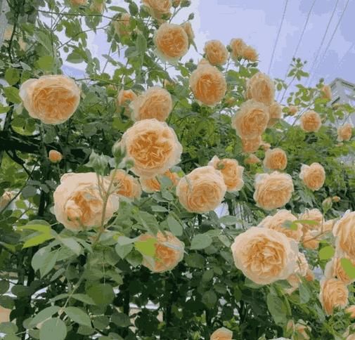 Exotic Climbing Rose Seeds – Imported from UK | Vibrant Colors