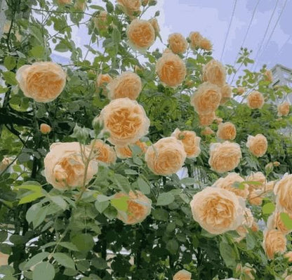 Exotic Climbing Rose Seeds – Imported from UK | Vibrant Colors
