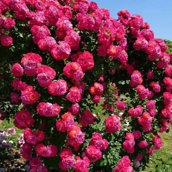 Exotic Climbing Rose Seeds – Imported from UK | Vibrant Colors